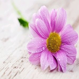 Meet your Posher, Sheila